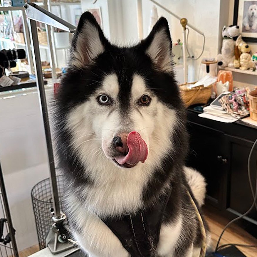 The Wag Shop—Denver, Colorado