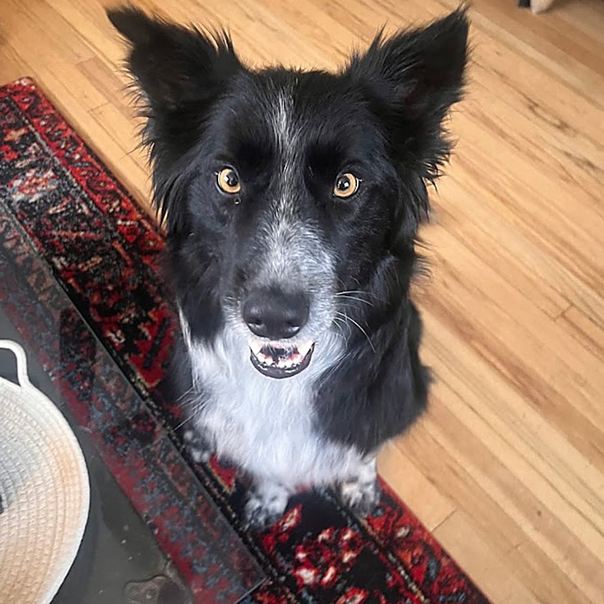 The Wag Shop—Denver, Colorado