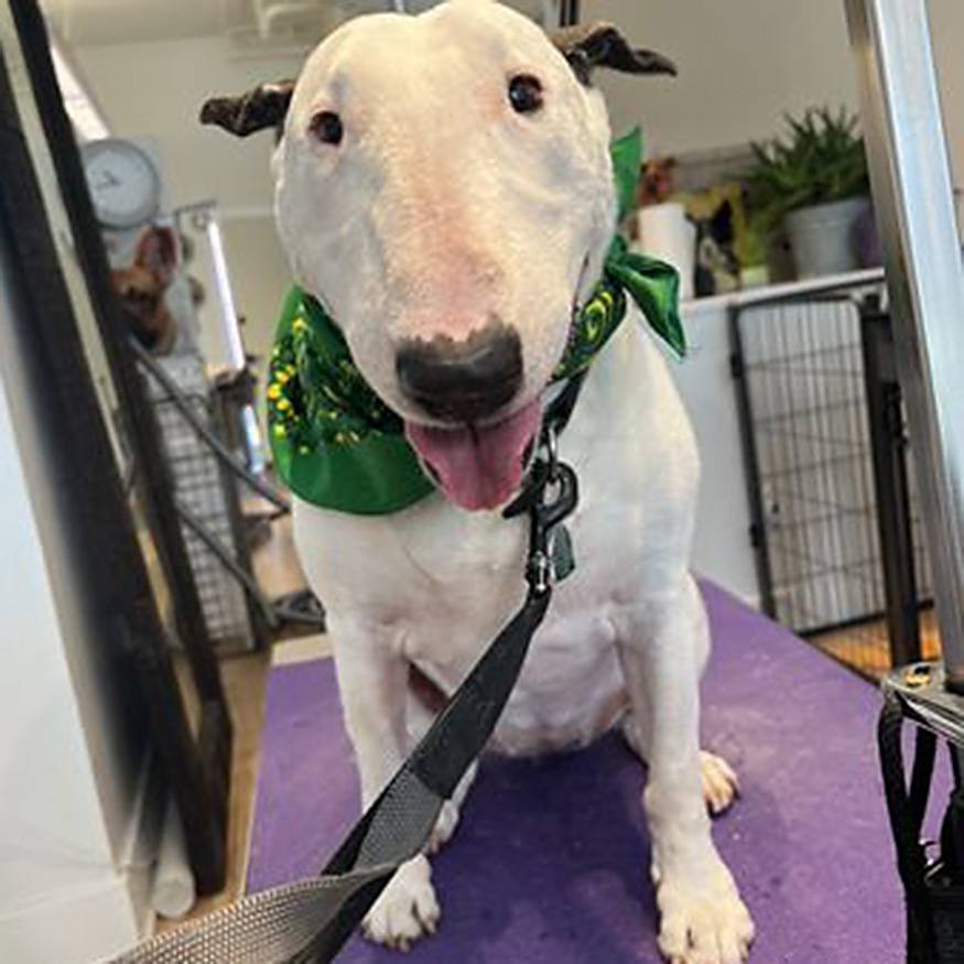 The Wag Shop—Denver, Colorado