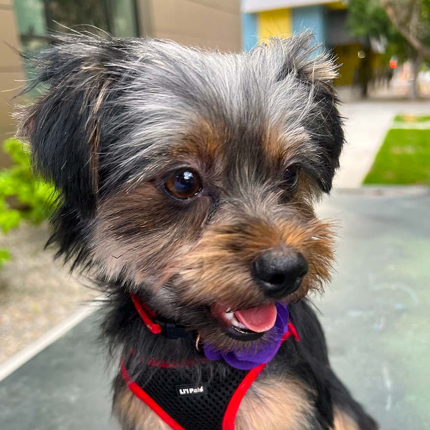 The Wag Shop—Denver, Colorado