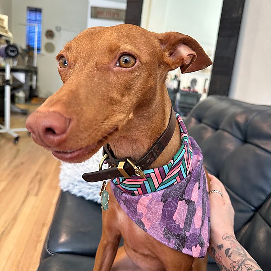 The Wag Shop—Denver, Colorado