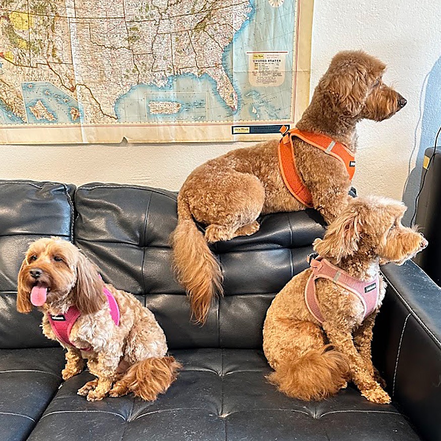 The Wag Shop—Denver, Colorado